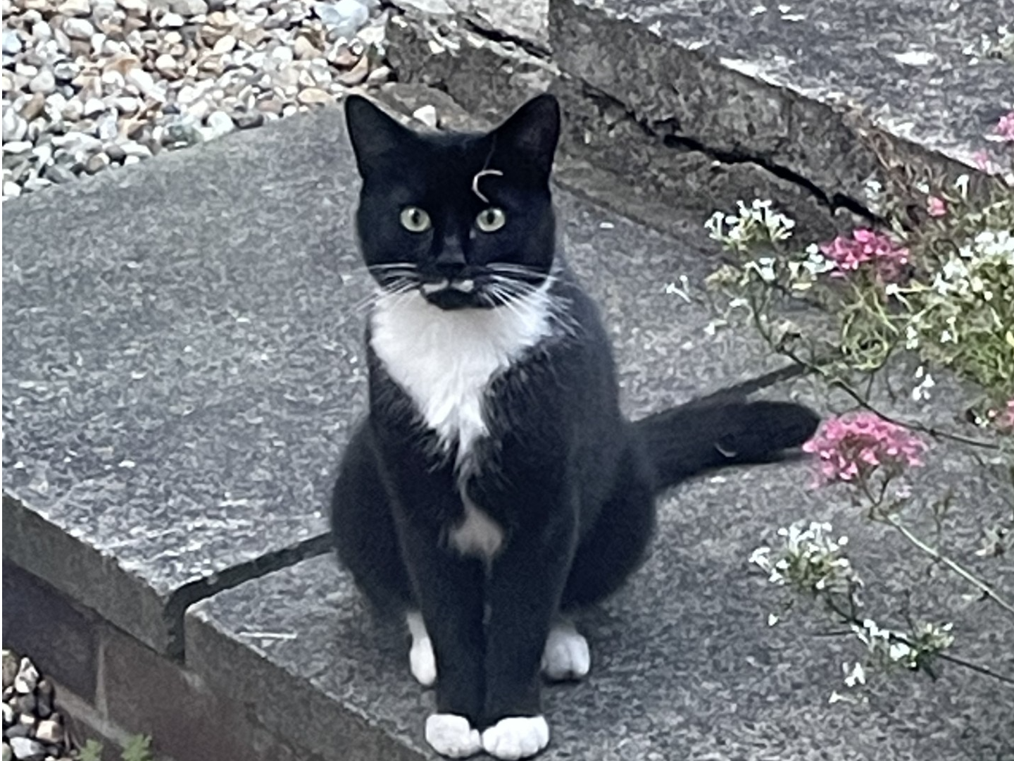 Found cat in Hersden, CT3 4HT