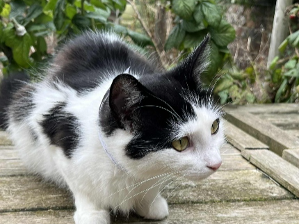 Found 2025.070 - Village Road, (nr Paget Rd jct), Alverstoke