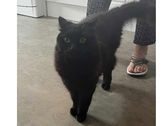 Rory Found 2025.071 - Gosport Road, nr Elmore Rd jct, Lee on Solent