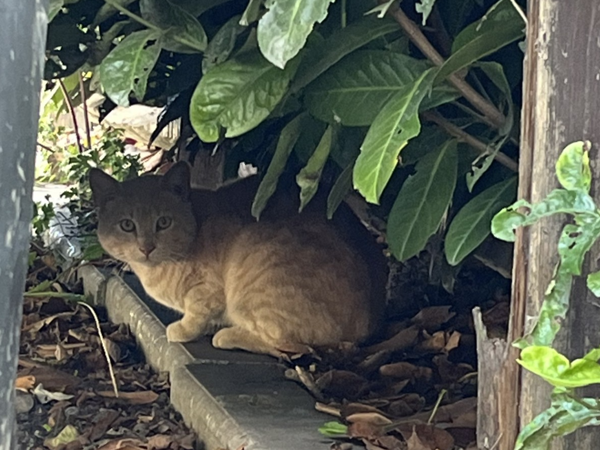 Found cat near Fordwich CT2 0DU