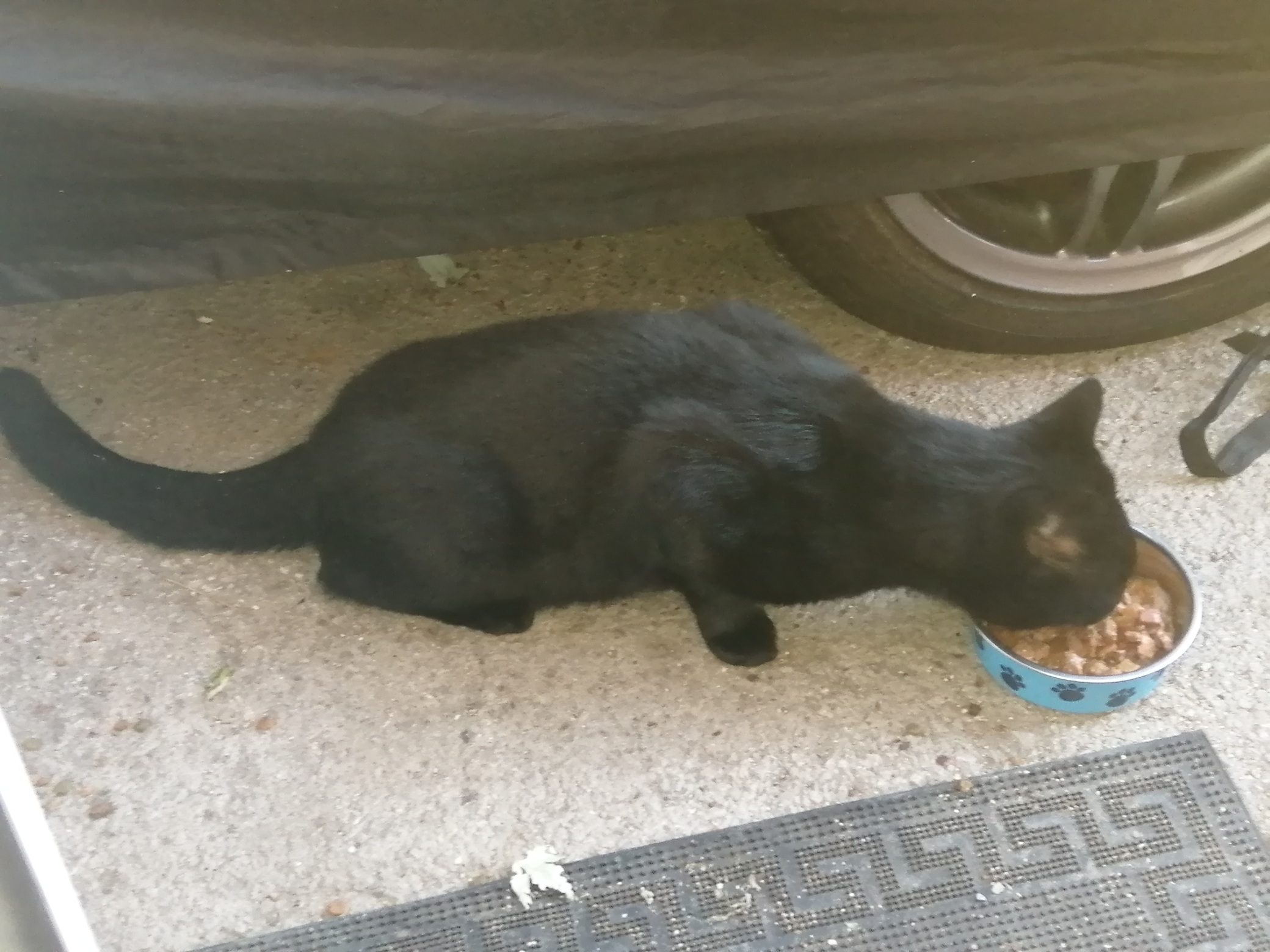F355 - CHADDESDEN - Black cat