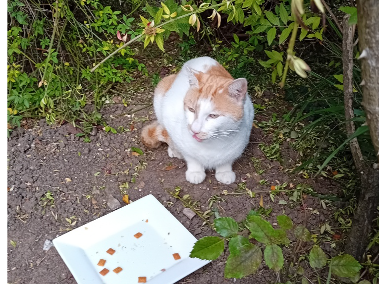 White & Ginger Cat - Ashtead