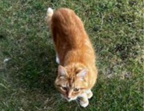 Unknown stray?