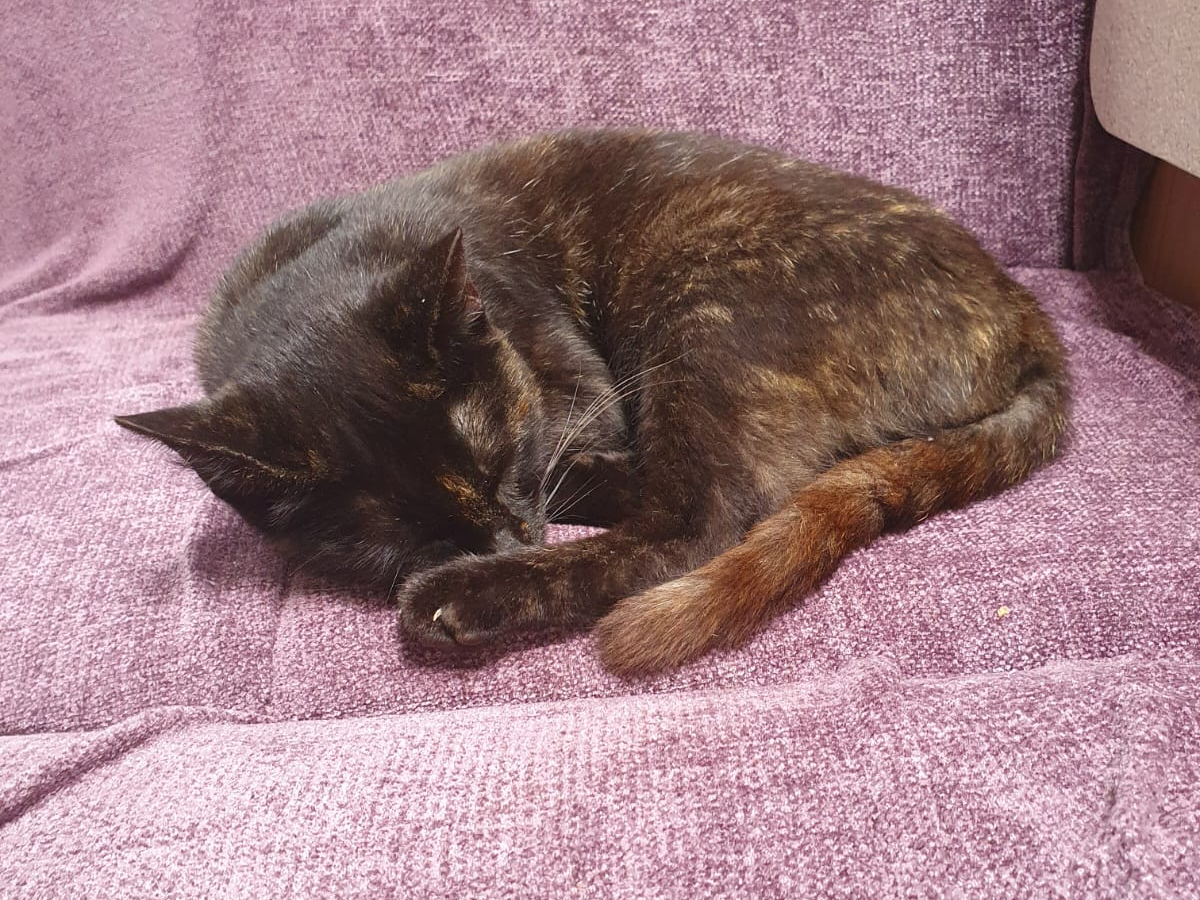 F358 - BELPER - Dark Tortoiseshell Female