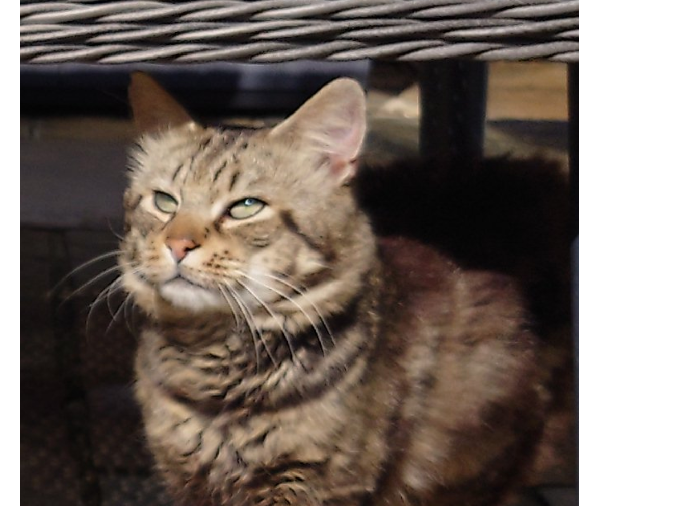 F359 - ALVASTON - Tabby