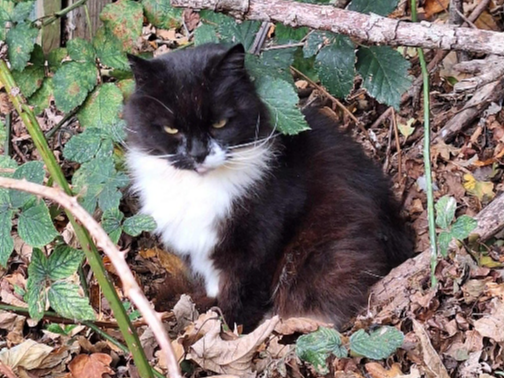 Poppy Found 2025.079 - Longfield Avenue nr Nelson Ct / Fort Fareham Rd, Fareham, PO14