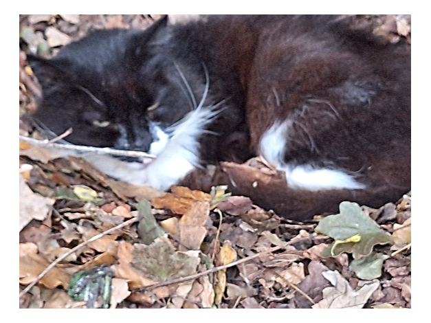 Poppy Found 2025.079 - Fairfield Avenue nr Nelson Ct / Fort Fareham Rd, Fareham, PO14
