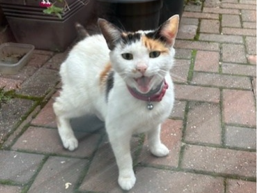 Belle Found 2025.080 - Privett Rd (between Oval Gdns and Charlesbury Ave), Gosport