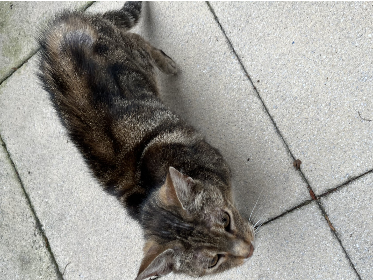 F360 - SPONDON - Tabby Male