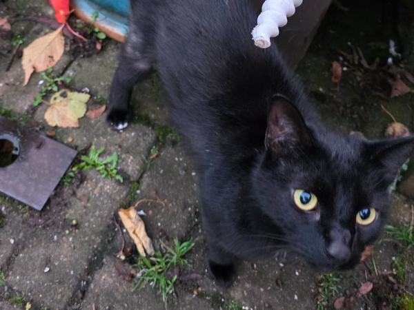 Found cat Cramlington, NE23 1DT