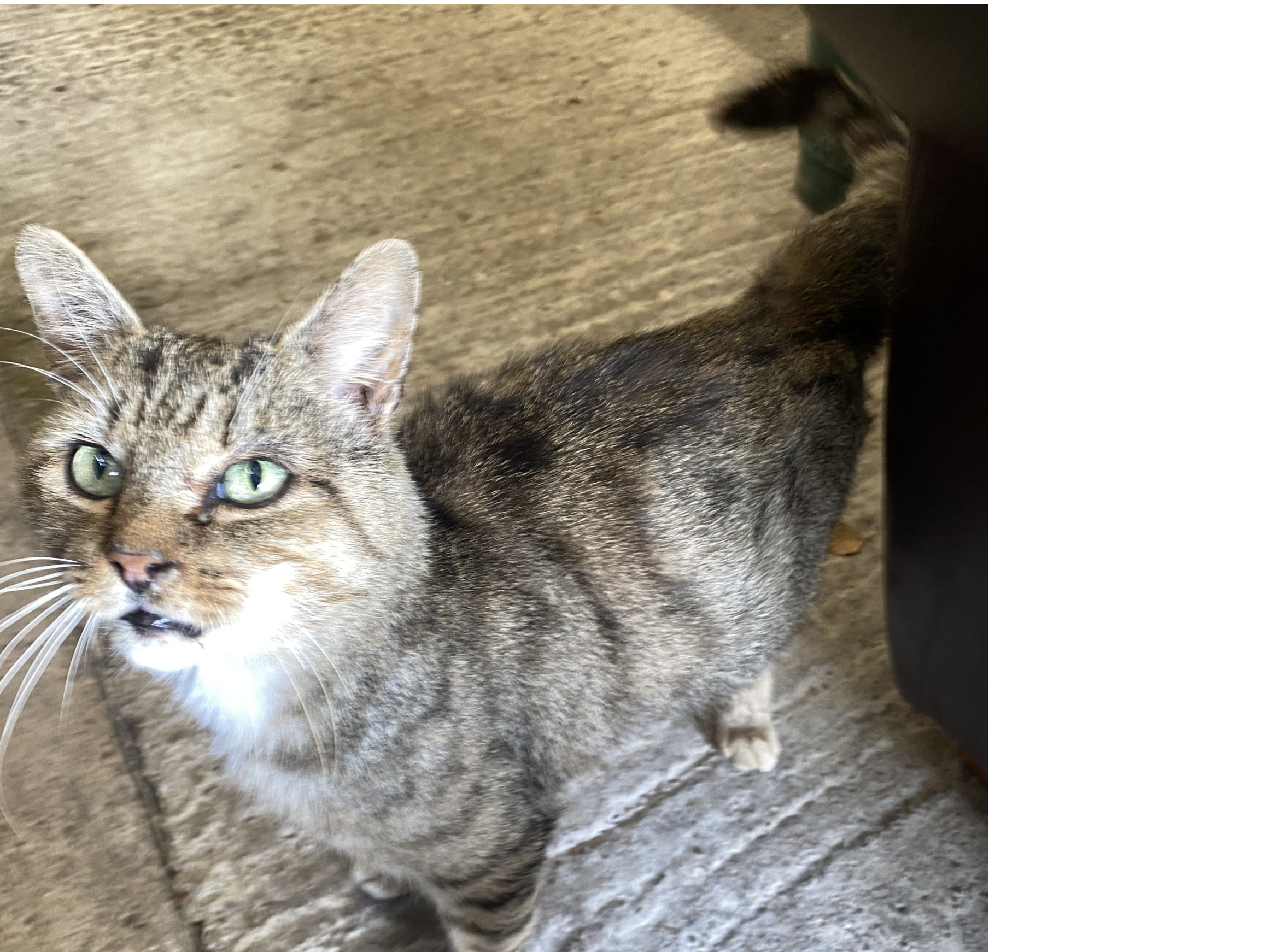 F364 - BURTON ON TRENT - Tabby