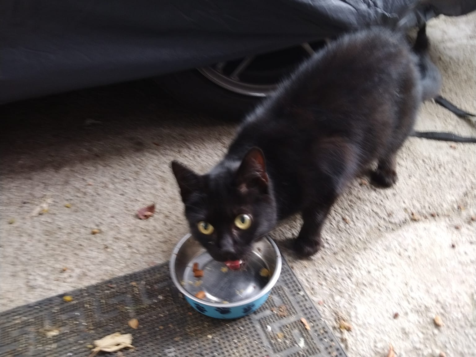 F365 - CHADDESDEN - Black Cat