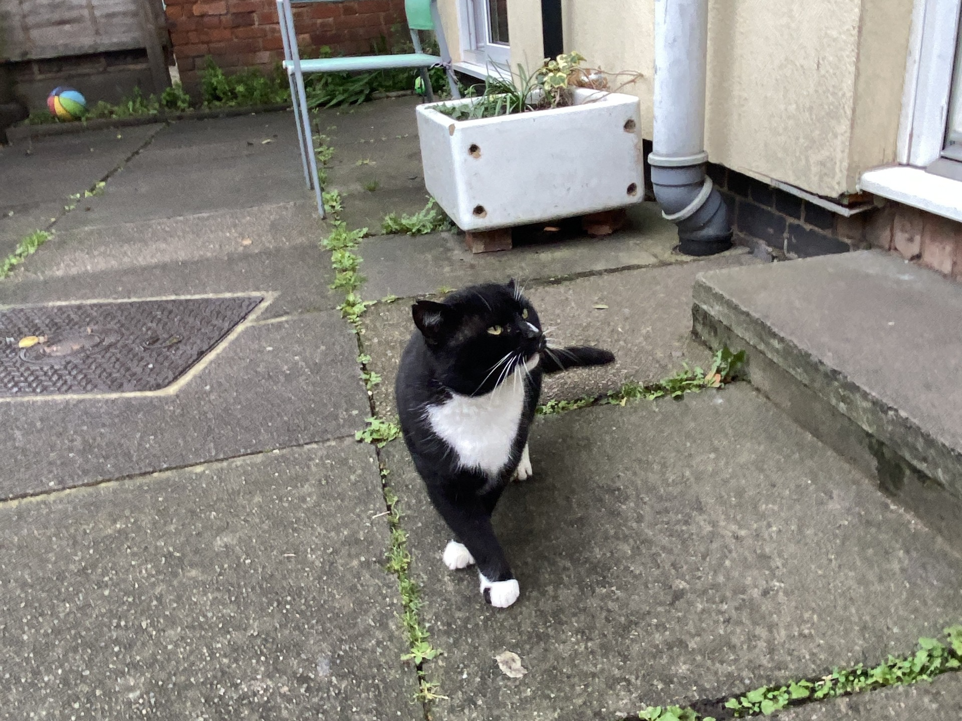 F366 - BURTON ON TRENT - Black/White Male