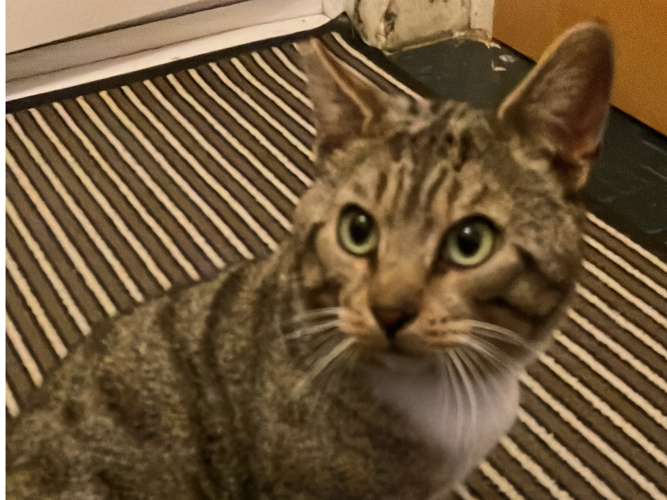 ❗️ FOUND CAT in CT2 area 😺