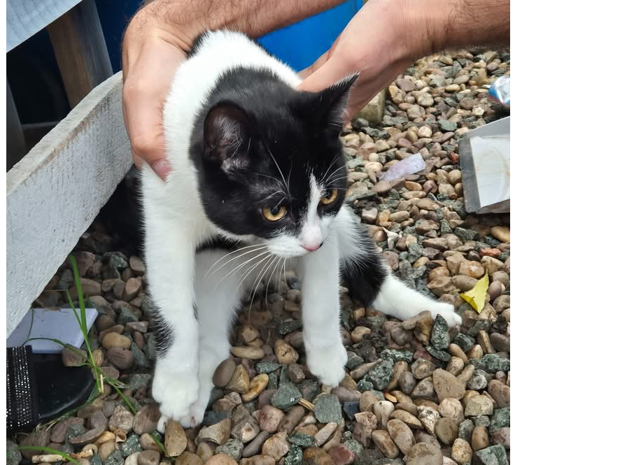 F367 - DERBY - black and white male