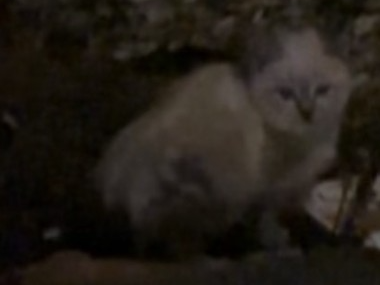 White cat with grey ears, Boxworth