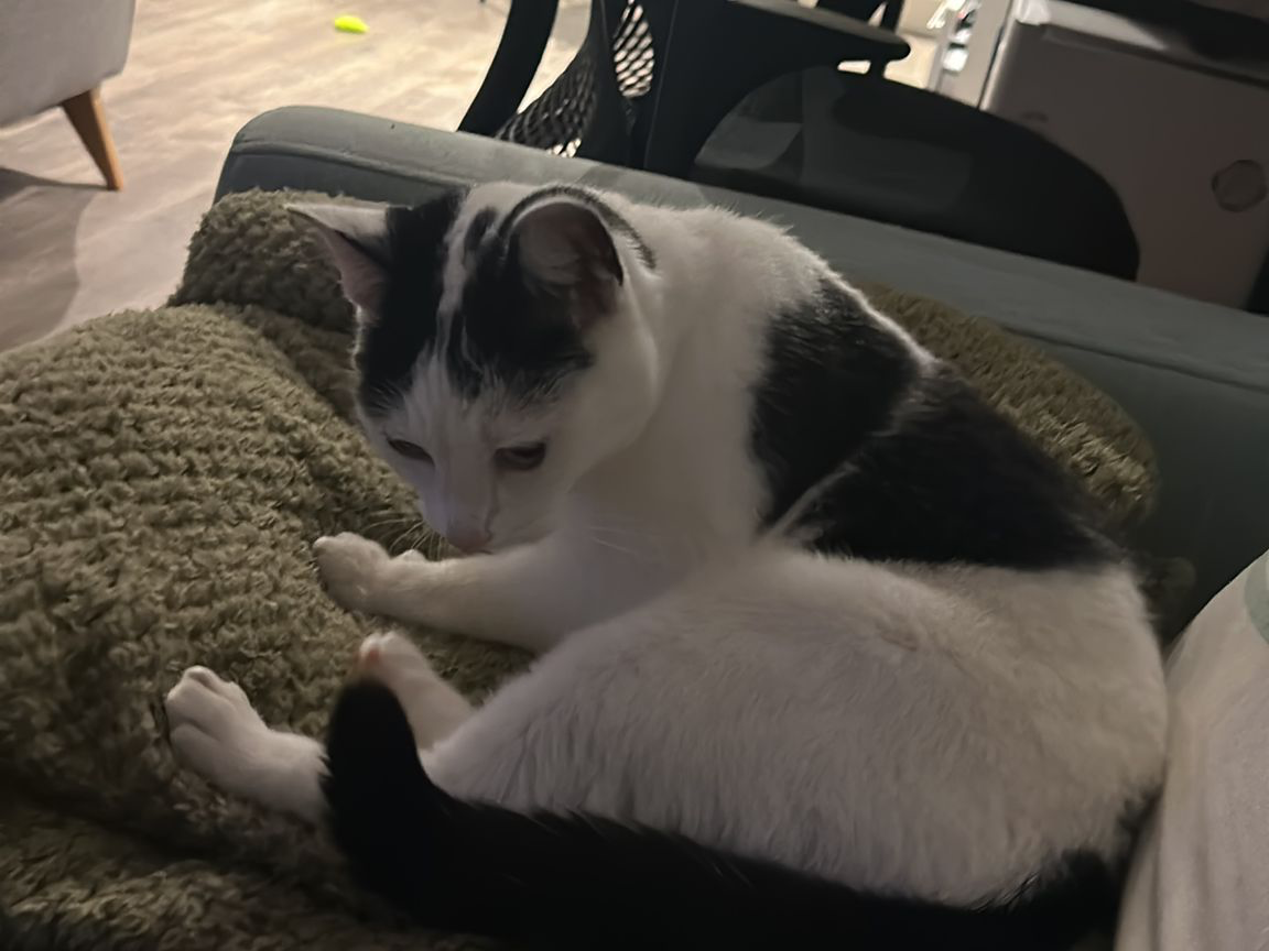 F369 - black and white -NIGHTINGALE QUARTER