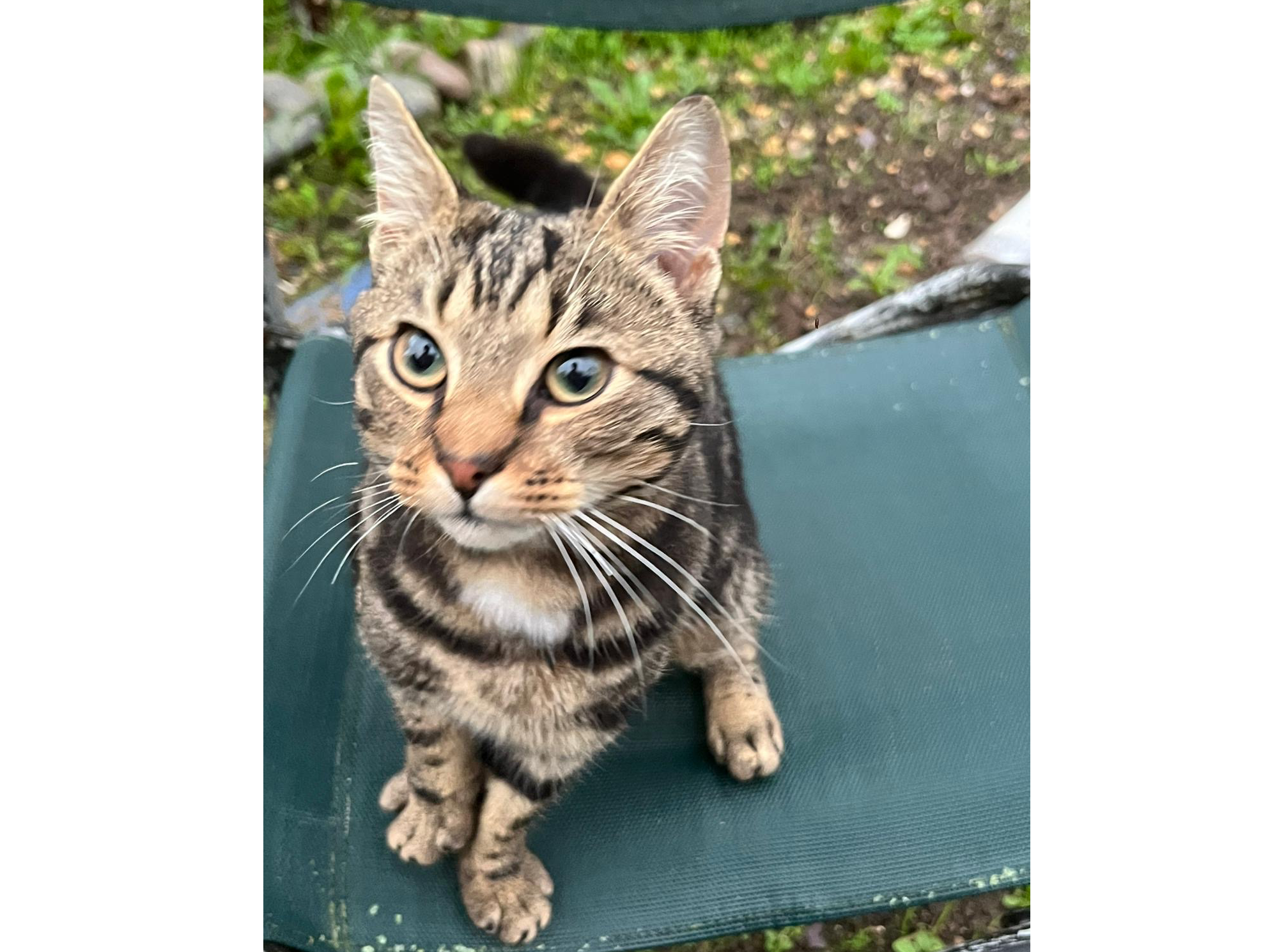 F370 - tabby- CHADDESDEN