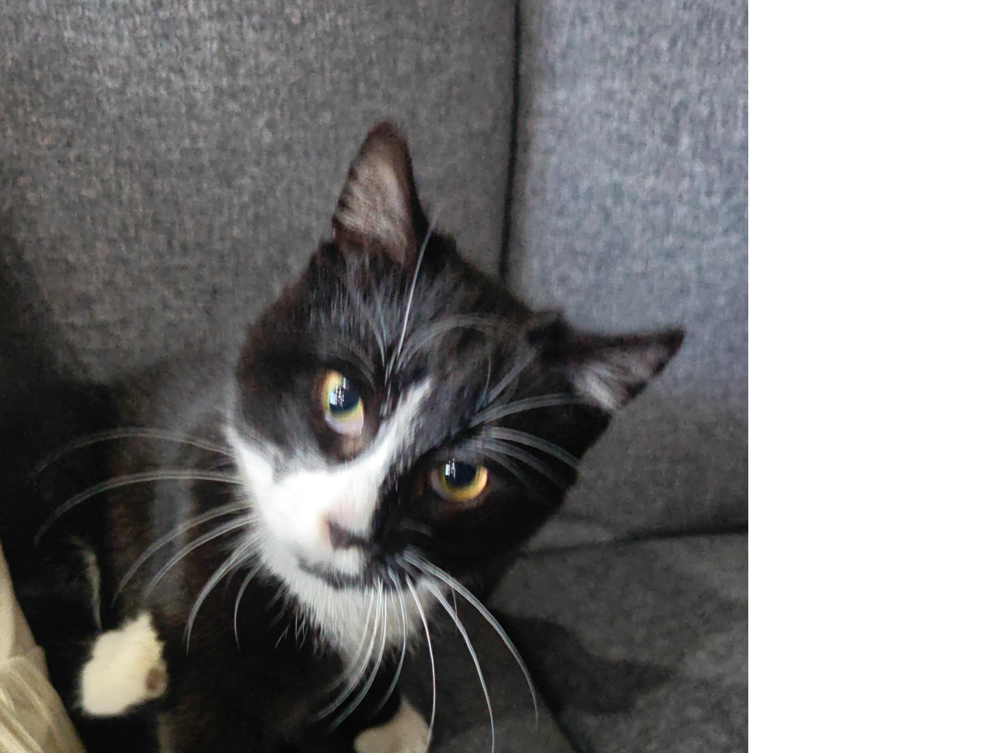 Found kitten in W5 3EZ, 1 year old male, not chipped, very friendly.  Please email enquiries@ealing.cats.org.uk