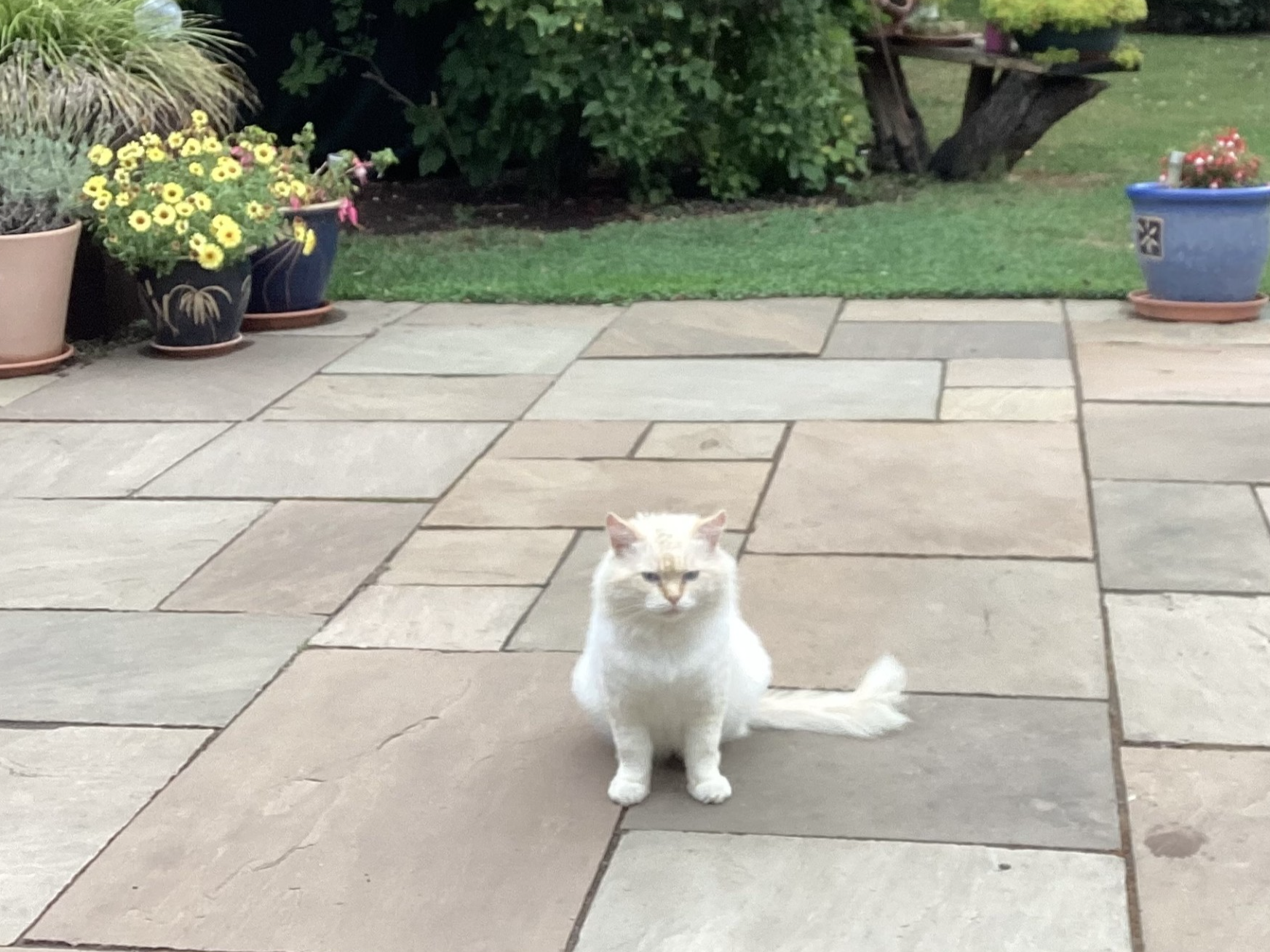 769801 Ginger/Cream found in Gaywood