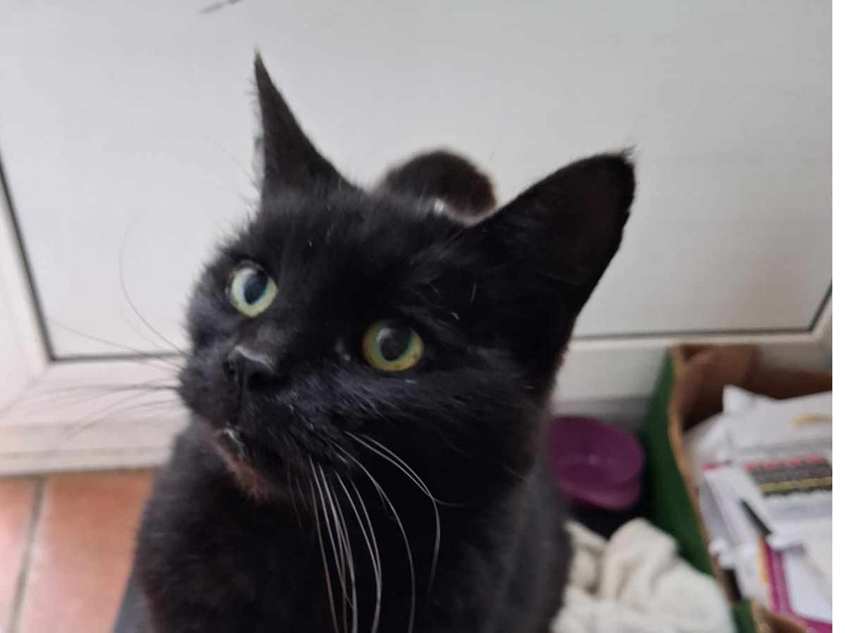 Black Cat - Chessington