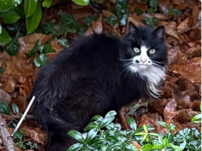 FOUND CAT in ME13, Selling/Perry Wood area.