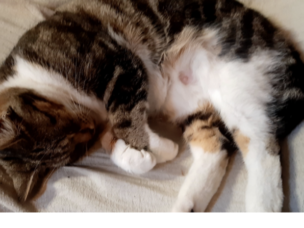 F374 - tabby & white, Derby