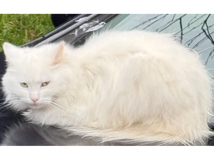 F376 - white cat, Derby
