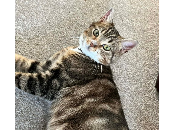 Found 2025.091 - Jervis Drive, off The Crossways, Gosport