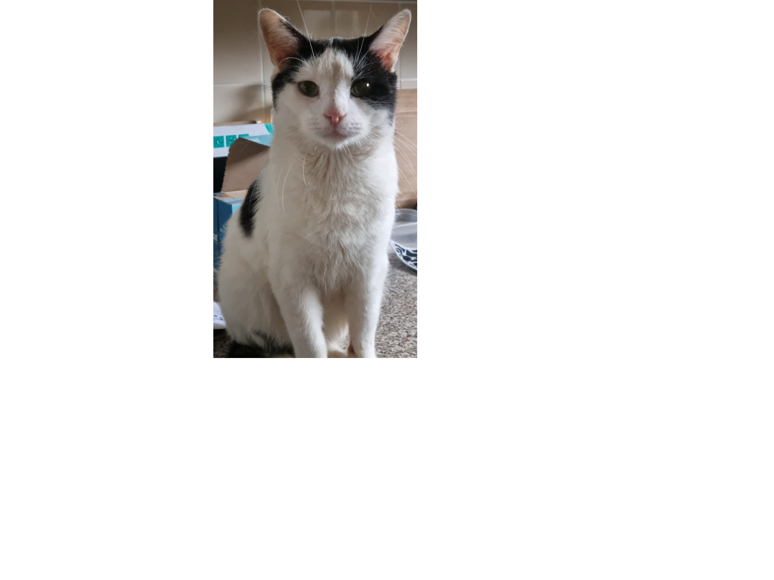 F378 - black & white male - ALVASTON
