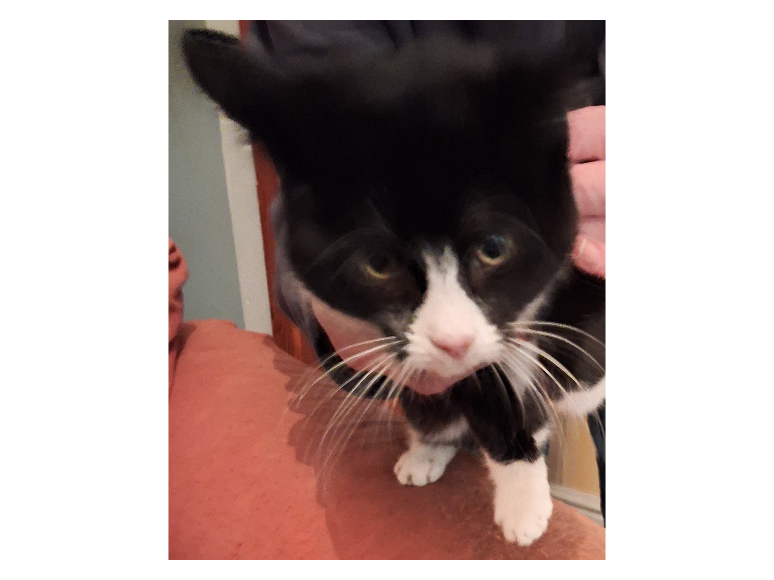 F379 - black & white cat - DERBY