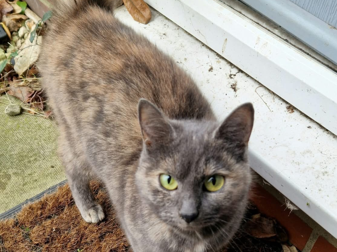 Grey tortoiseshell - Eye