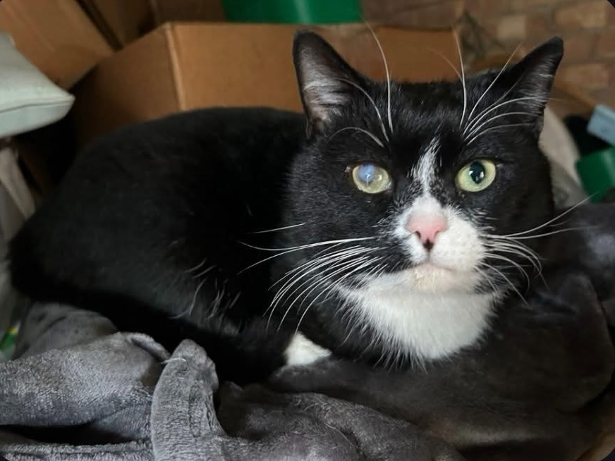 Black & white male - Dogsthorpe