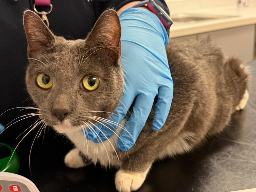 773937 - Found in Wimbotsham