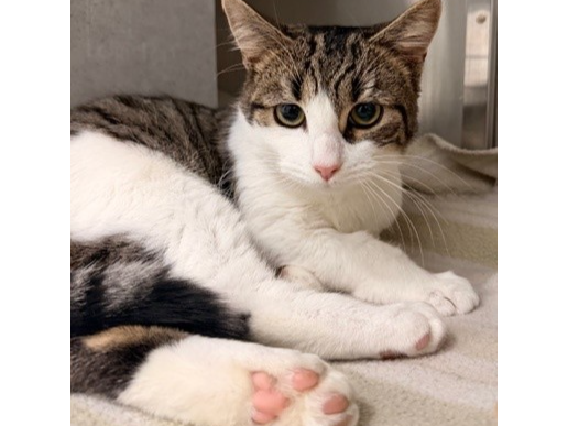 F382 - Tabby & white - DERBY