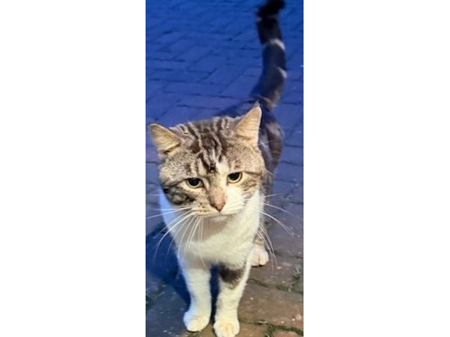 F384 - tabby & white - LITTLEOVER