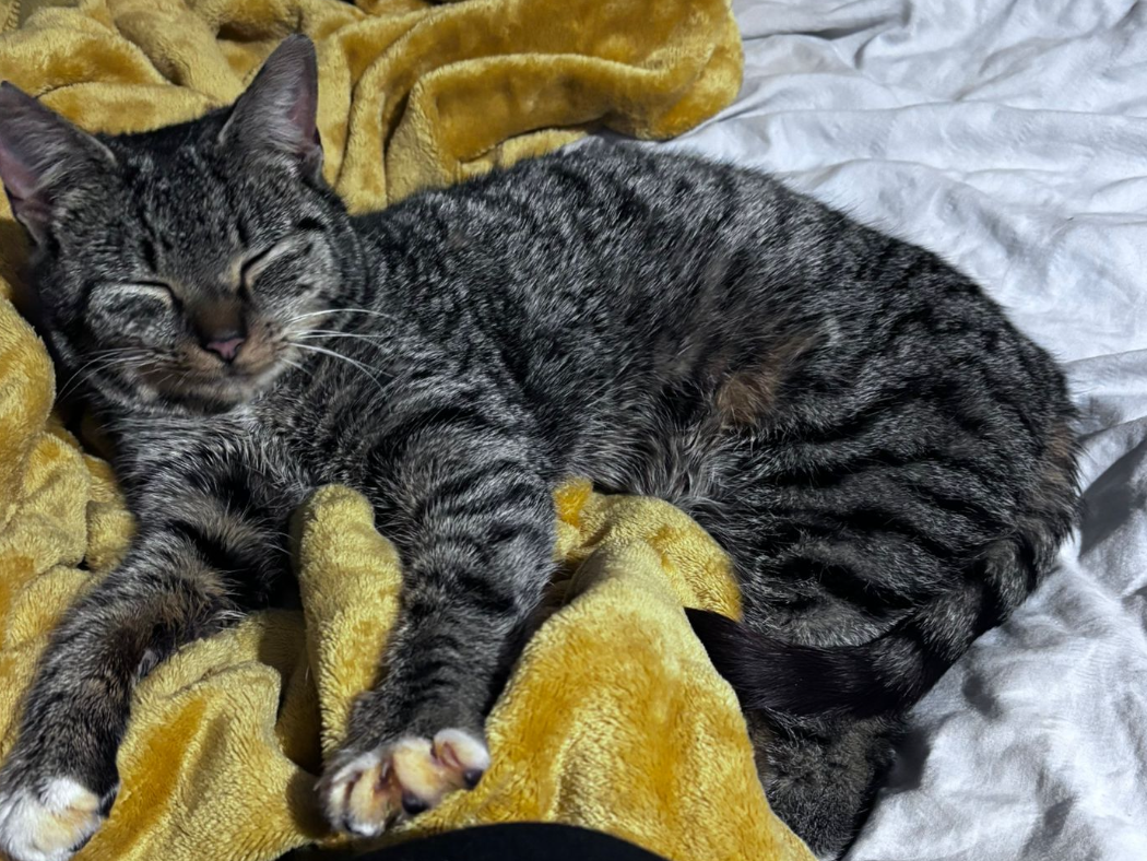 F385 - tabby female - MICKLEOVER