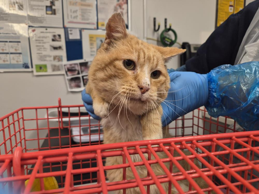 774083 - Found in Kings Lynn