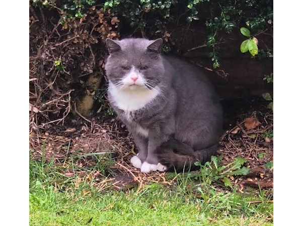 Found cat in North Shields (NE29)