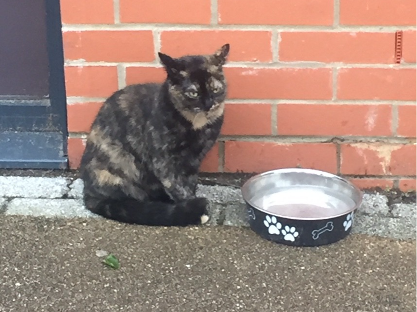 Brindle Tortie - Berrylands