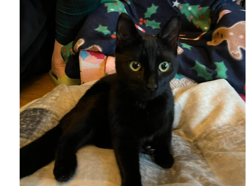 Found 2026.004 - Maple Close, off Elmore Road, Lee on Solent