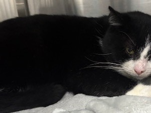 F389 - black & white male - DERBY