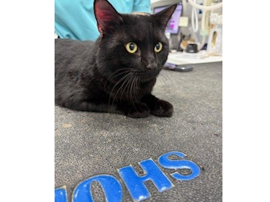 F390 - black male - DERBY