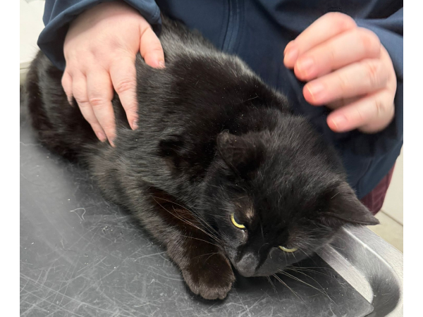 Found cat in South Blyth