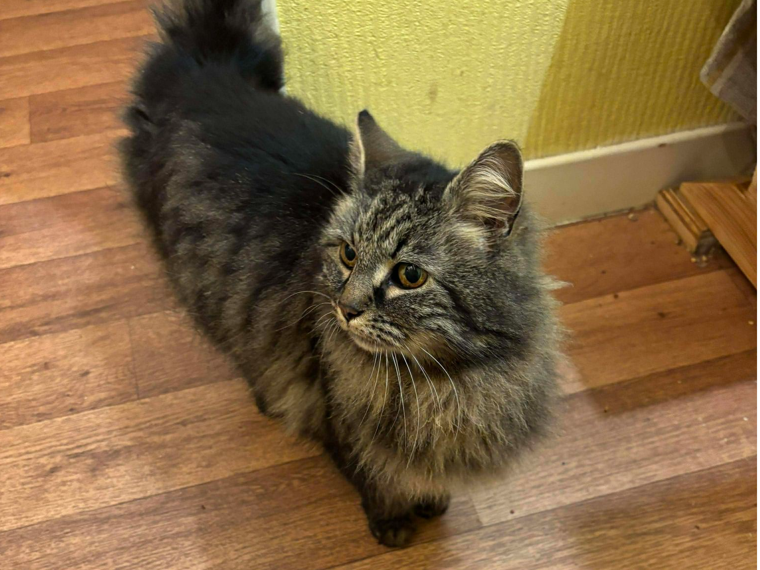 Ormlie Crescent, Thurso