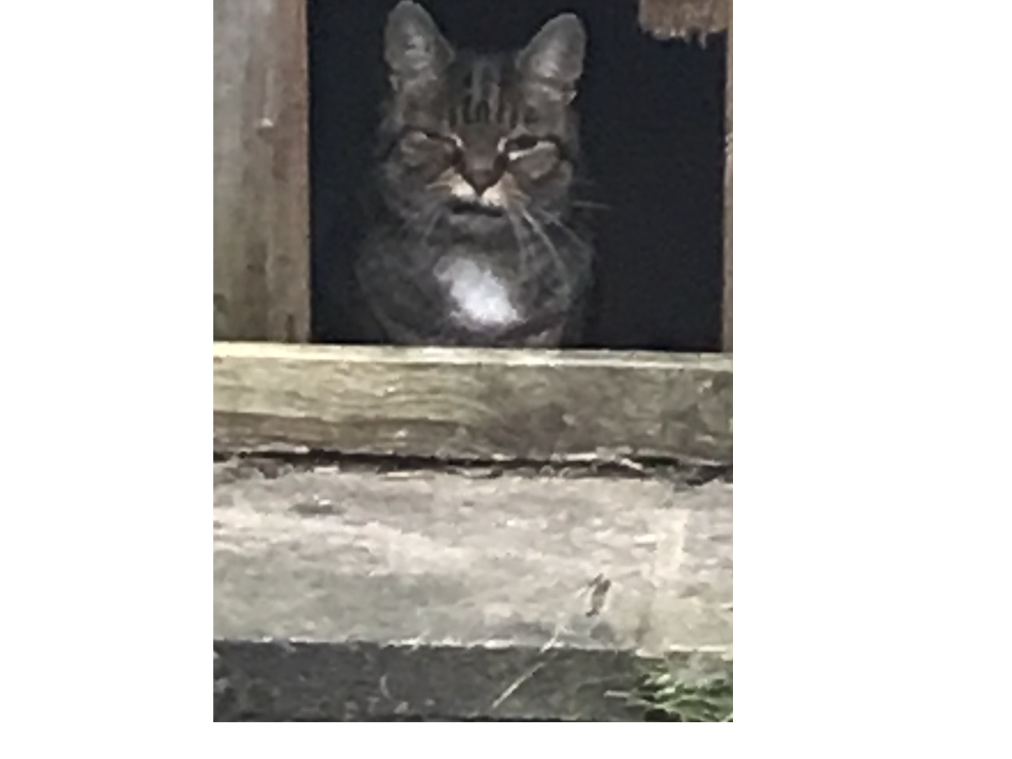 F391 - Tabby & white - DERBY