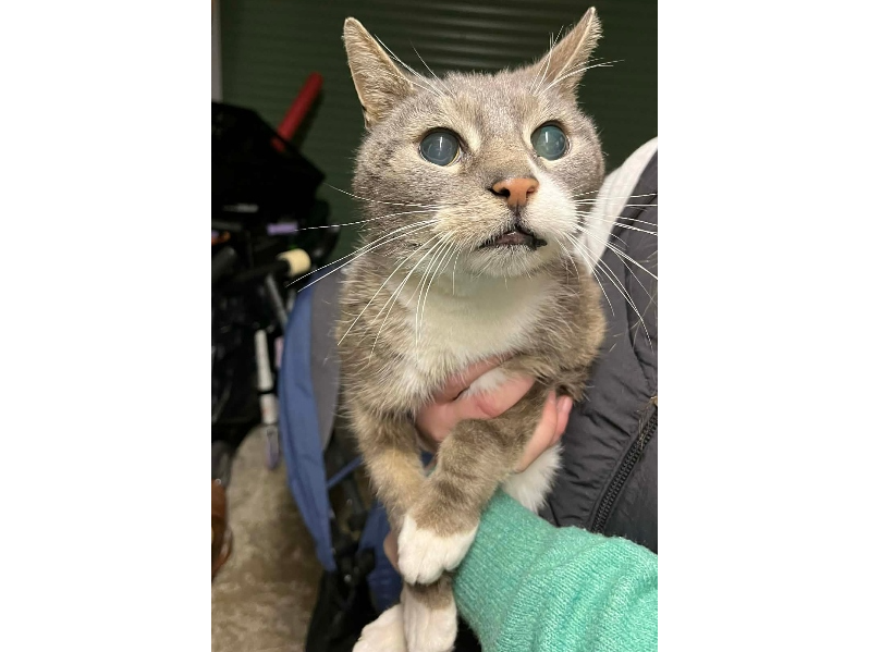 Found 2026.006 - Martin Close, backing onto Broom Way, Lee on Solent