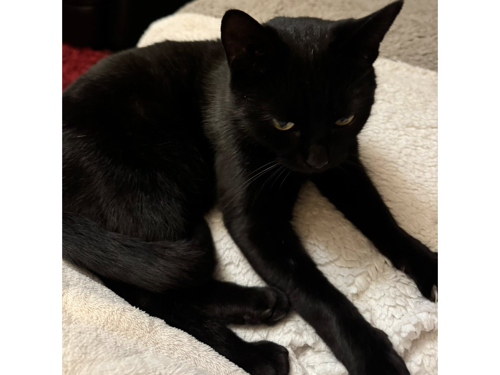 F392 - black cat - SPONDON