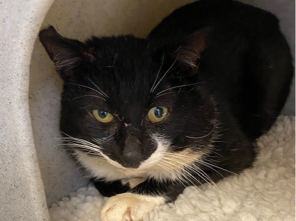 778830 - Found in Kings Lynn