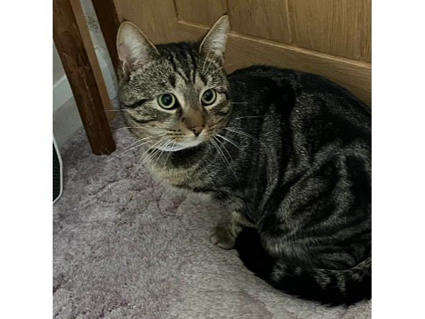 Found 2026.007 - Stokes Bay Mobile Home Park, (by Bay House School), Browndown Rd, Gosport